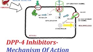 DPP4 Inhibitors  Mechanism Of Action [upl. by Mic]