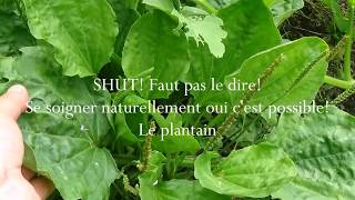 Le plantain  CHUT FAUT PAS LE DIRE [upl. by Letnahc597]