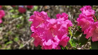 Rhododendron Pests amp Diseases [upl. by Sello754]