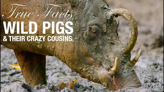 True Facts Wild Pigs [upl. by Salinas]