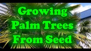 How To Grow Palm Trees From Seed [upl. by Rhianna]