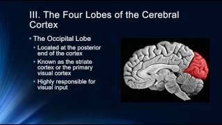 Introduction to the Cerebral Cortex [upl. by Etnom556]