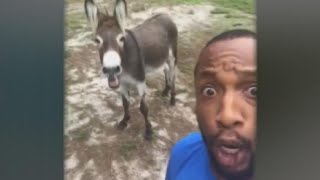 Singing donkey goes viral [upl. by Ariak]