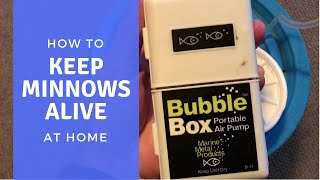 How to Keep Minnows Alive at Home [upl. by Refinej]