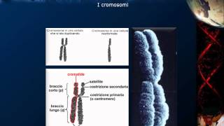 Citologia  Lezione 16 DNA e cromosomi [upl. by Ayocat894]