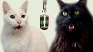 Cats Sing Macarena  Cats Version  Cats Parody [upl. by Dinsdale]