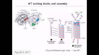 Microtubule structure and assembly [upl. by Kaehpos]