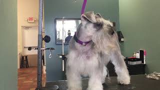 step by step on how to groom a schnauzer tutorial [upl. by Aitsirhc335]