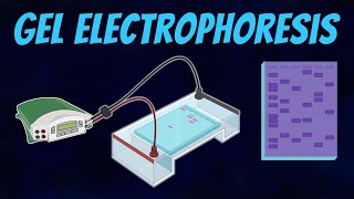 Gel Electrophoresis of DNA [upl. by Dragelin423]