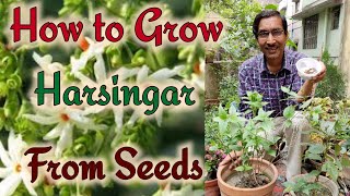 How to grow Parijat or Harsingar From Seeds  Growing Night Flowering Jasmine Plants [upl. by Ardnuhsor]