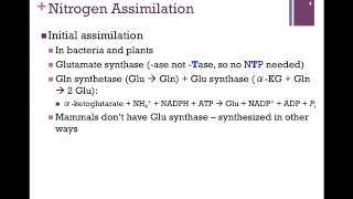 133Nitrogen Assimilation [upl. by Maridel]