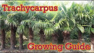 Trachycarpus  Hardy Palm Growing Guide  Chusan Palm [upl. by Sirenay606]