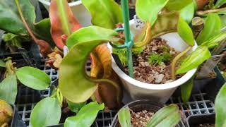 Nepenthes Veitchii Informational II [upl. by Eanyl337]