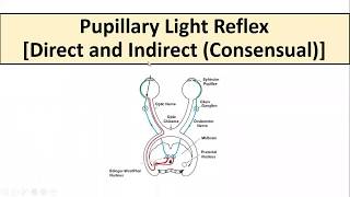 Pupillary Light Reflex [upl. by Nakeber]