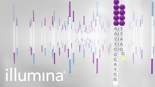 Overview of Illumina Sequencing by Synthesis Workflow  Standard SBS chemistry [upl. by Maighdiln]