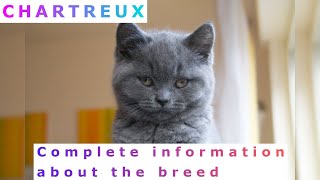 Chartreux Pros and Cons Price How to choose Facts Care History [upl. by Kcinemod]