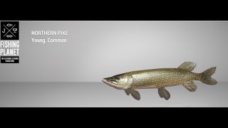 Fishing Planet  Ghent Terneuzen Canal  Northern Pike  Spin [upl. by Fanya969]