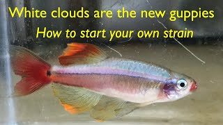 White Cloud Mountain Minnows are the new guppies [upl. by Nileuqaj]