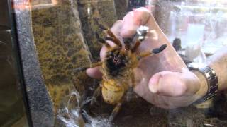 Pterinochilus murinus Pickup Grab OBT Orange Baboon Tarantula Orange Bitey Thing [upl. by Pacifica13]