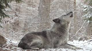 Wolfs Sweet Voice Inspires 50 Wolves to Howl [upl. by Rramo]