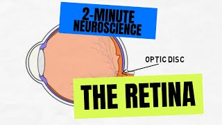 2Minute Neuroscience The Retina [upl. by Nothgiel]