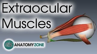 Extraocular Muscles  Eye Anatomy [upl. by Seligman]