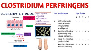 Clostridium perfringens  Gas gangrene  Medical Microbiology [upl. by Yorel]