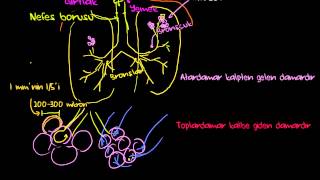 Akciğerler ve Solunum Sistemi Pulmoner Sistem Sağlık ve Tıp  Solunum Sistemi Fizyolojisi [upl. by Mallorie]