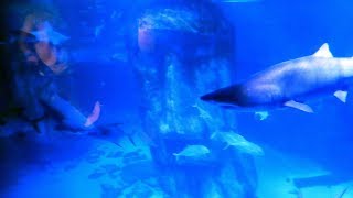 SEA LIFE London Aquarium  FULL TOUR [upl. by Krid85]