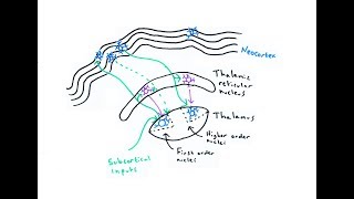 The Thalamus [upl. by Anayik433]