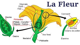 Morphologie De La Fleur [upl. by Hamrnand]