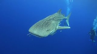 TOP 10 Things to see Scuba Diving in Koh Tao Thailand [upl. by Aerdnaek778]