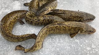 Burbot Eelpout Lawyer  Catch Clean Cook Eat [upl. by Jinny]