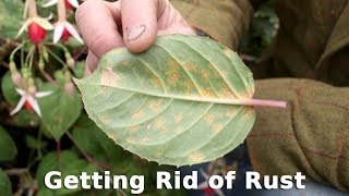 Get Gardening Getting Rid of Rust [upl. by Virge901]