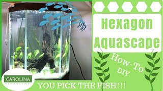 HEXAGON AQUASCAPE  DIY Aquascape Guide [upl. by Rustice]