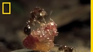 FleshEating Ants  National Geographic [upl. by Sola]