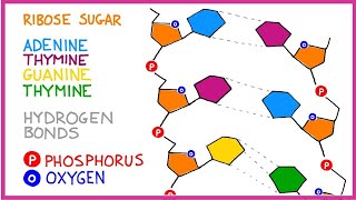 DNA Molecule Structure [upl. by Lil]