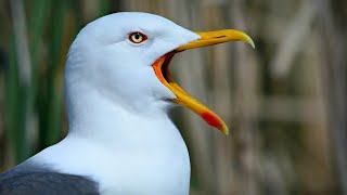 Hear what Gulls are really saying [upl. by Torrlow437]