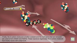 Krebs Cycle  animated [upl. by Nomelihp]