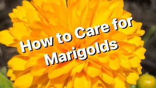 Marigold Care [upl. by Ocko979]