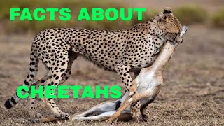 21 Facts About Cheetahs The Fastest Land Animal Cheetahs [upl. by Leckie]