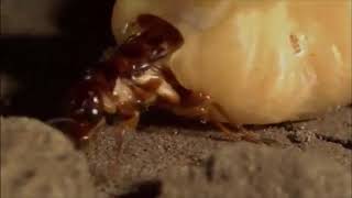 Army Ants vs termites [upl. by Stefanie]