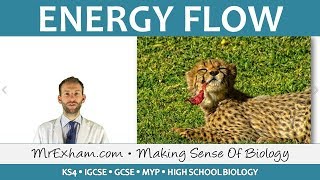 Ecology  Energy Flow  GCSE Biology 91 [upl. by Ayom]