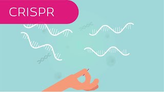 CRISPR in 4 Minuten erklärt [upl. by Leummas]