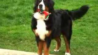 JollyBernese Mountain Dog [upl. by Bobinette]