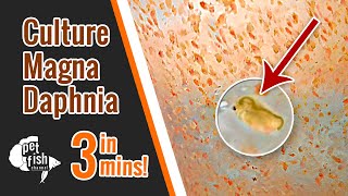 How to culture DAPHNIA MAGNA  The easy way [upl. by Liatris]