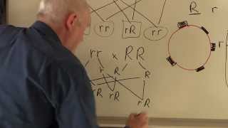 Blood 8 Blood groups Genetics of Rhesus factor [upl. by Dustin]