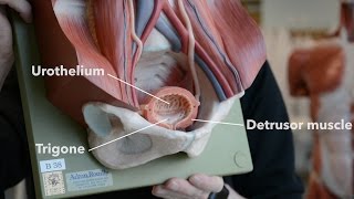 Bladder Anatomy [upl. by Edahs]