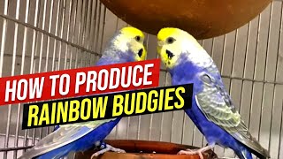 How to Produce Rainbow Budgies  Rainbow Budgies Ki Pehchan  Detailed Video Full Information [upl. by Maxie]