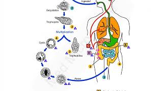 Entamoeba histolytica lecture [upl. by Tuckie]